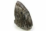 Partial Fossil Woolly Mammoth Molar - Siberia #259870-2